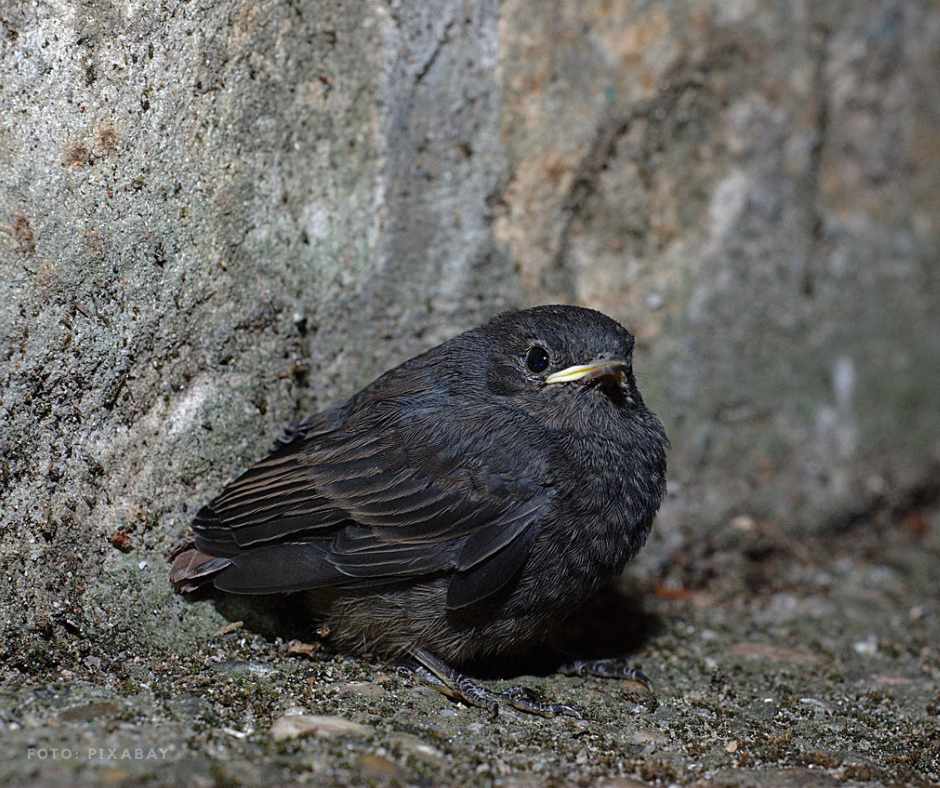 Ästling