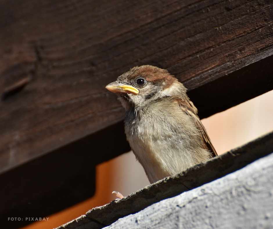 Ästling