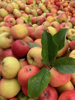 8. Hungener Apfel-Kelteraktion und gemeinsame Apfel-Ernte