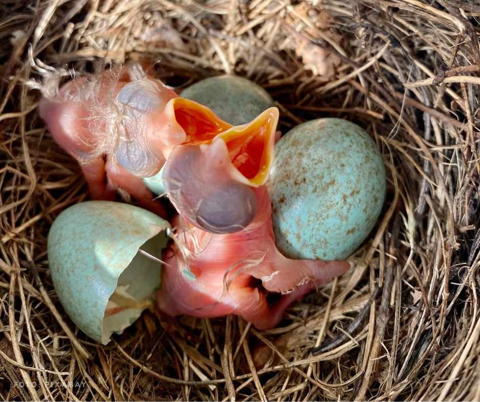 Nestling